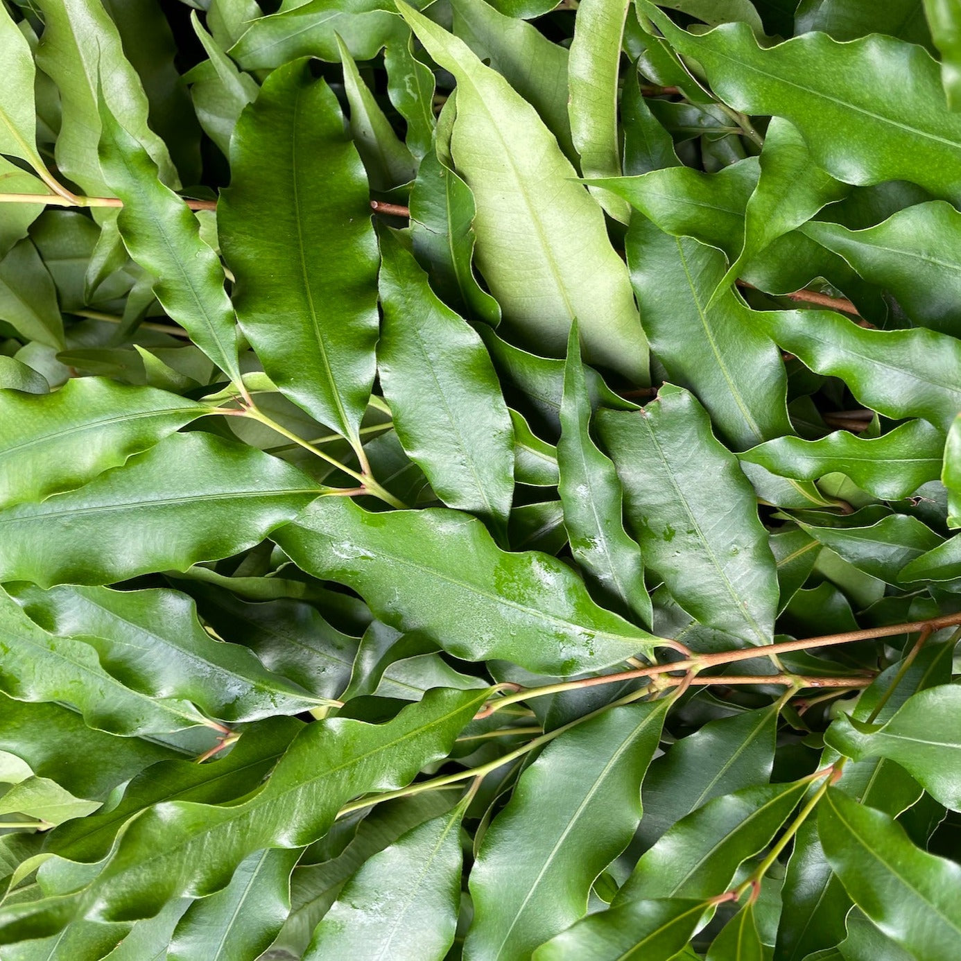 Myrtle - Aniseed - Dried Flakes